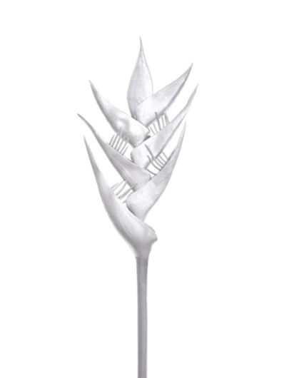 HELIKONIA POJEDYNCZA – GUMA XANA005 SILVER