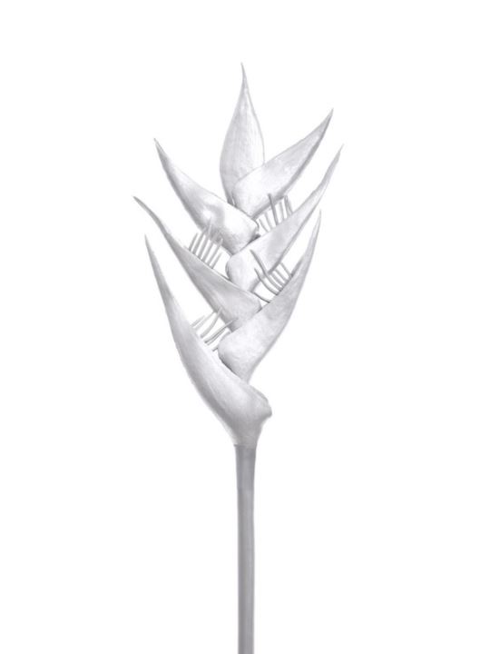HELIKONIA POJEDYNCZA – GUMA XANA005 SILVER