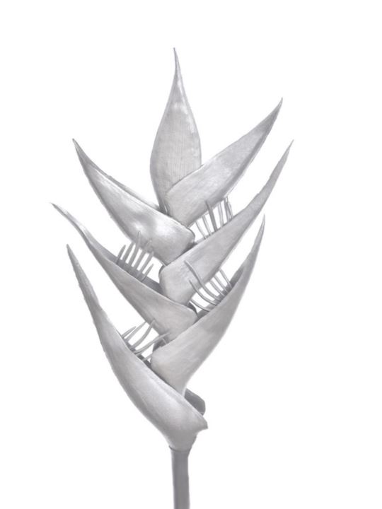 HELIKONIA POJEDYNCZA – GUMA XANA005 SILVER