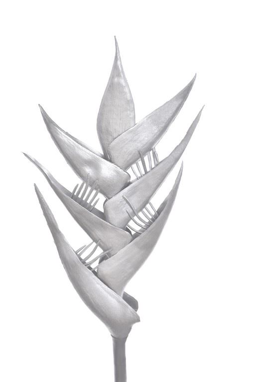 HELIKONIA POJEDYNCZA – GUMA XANA005 SILVER