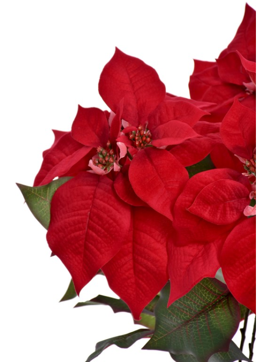 POINSECJA BUKIET LUX VELVET 62CM SUN674 RED