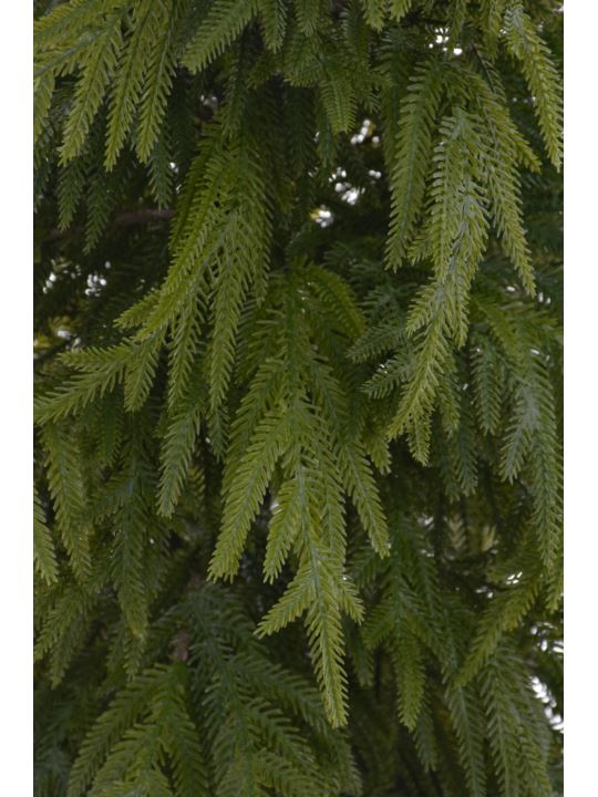 ŚWIERK W DONICZCE 210CM XYD013 GREEN