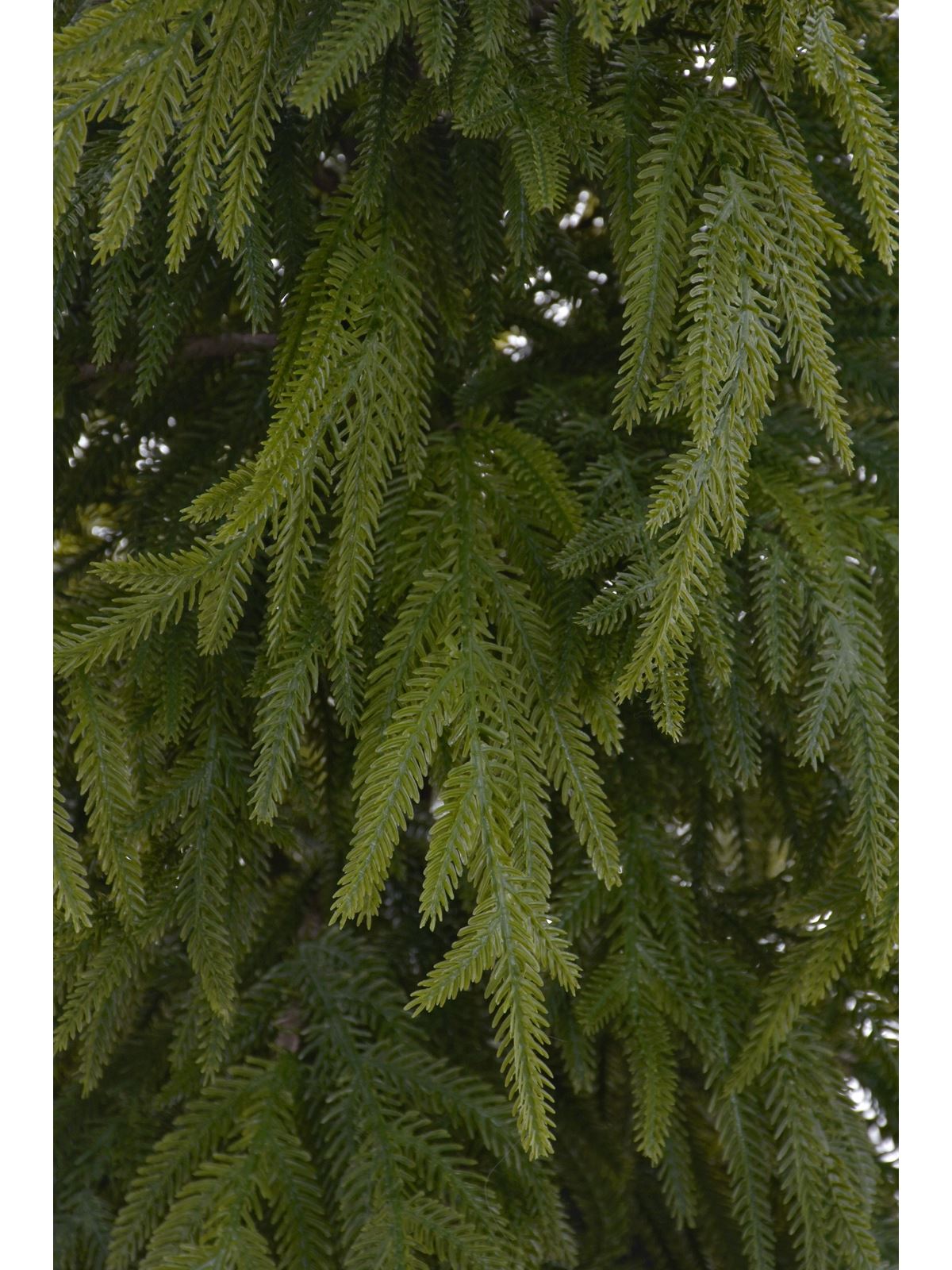 ŚWIERK W DONICZCE 210CM XYD013 GREEN