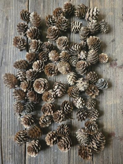 SZYSZKA MODRZEW 3CM 150G OK 65SZT/ OP. NAT BROWN