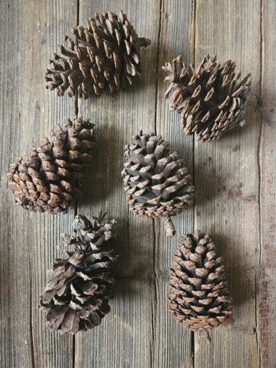 SZYSZKI NATURALNE 11CM 6SZT. OP. NATURAL BROWN