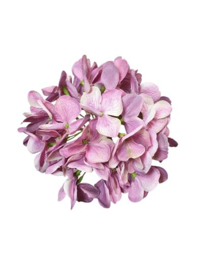 HORTENSJA GŁOWA 17CM KLM1201 VIOLET