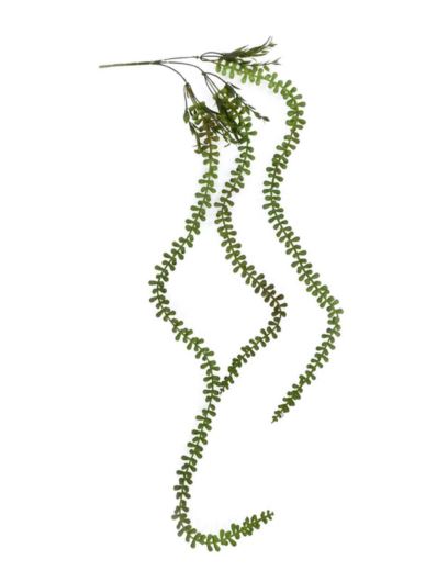 STARZEC - SENECIO ZWISAJĄCY 90CM JUN097 LT GREEN