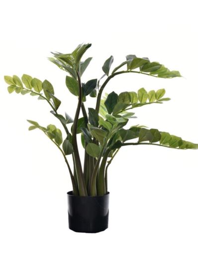 ZAMIOKULKAS W DONICZCE 80CM TREE034 GREEN