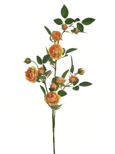 Róża Gał dzikiej różyczki 78cm sun663 tea