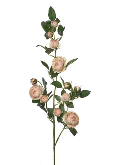 Róża Gał dzikiej różyczki 78cm sun663 real peach