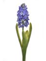 HIACYNT Z LIŚCIEM 40CM SUN561 VIOLET LT BLUE