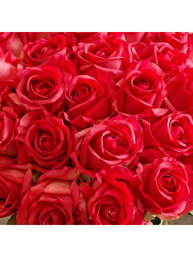 RÓŻA PĄK – AURORA  62CM REAL TOUCH RED