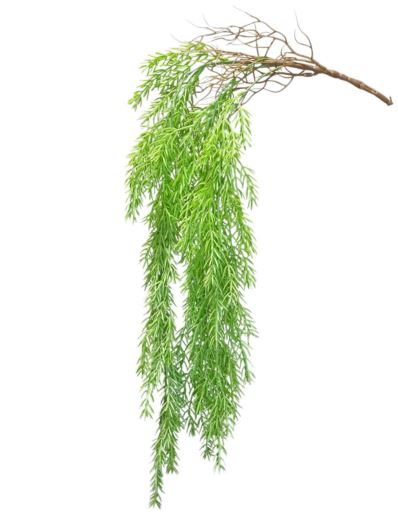 ZWIS ASPARAGUS IGLASTY 85CM LT GREEN