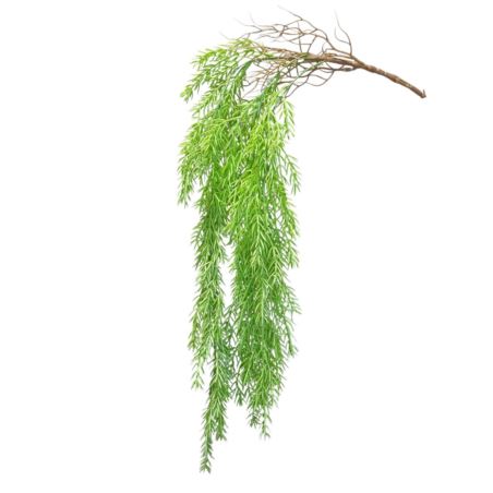ZWIS ASPARAGUS IGLASTY 85CM LT GREEN
