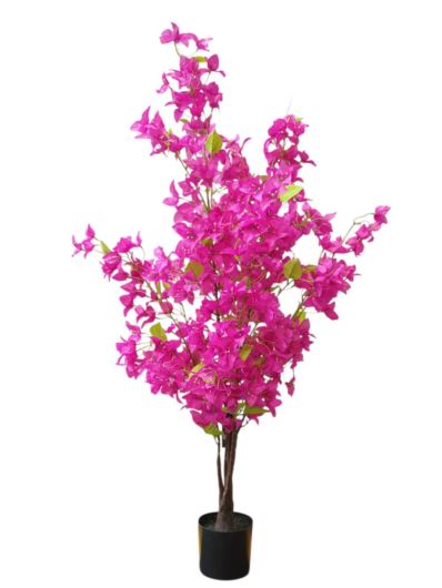 BUGNENWILLA W DONICZCE 120CM FUCHSIA