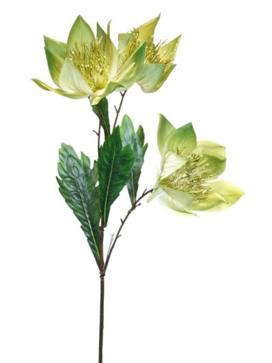 HALLEBORUS GIGANT x3 70CM GREEN