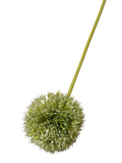 ALLIUM - CZOSNEK 48CM XH70 GREEN