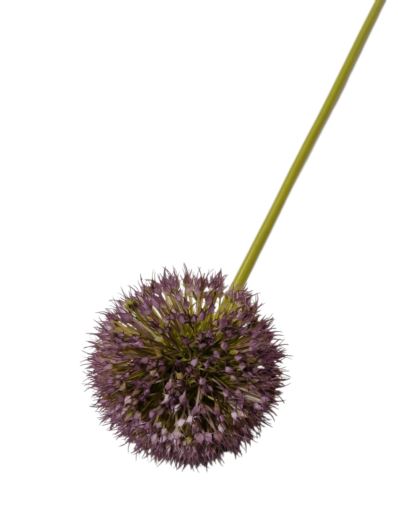 ALLIUM - CZOSNEK 48CM XH70 VIOLET GREEN