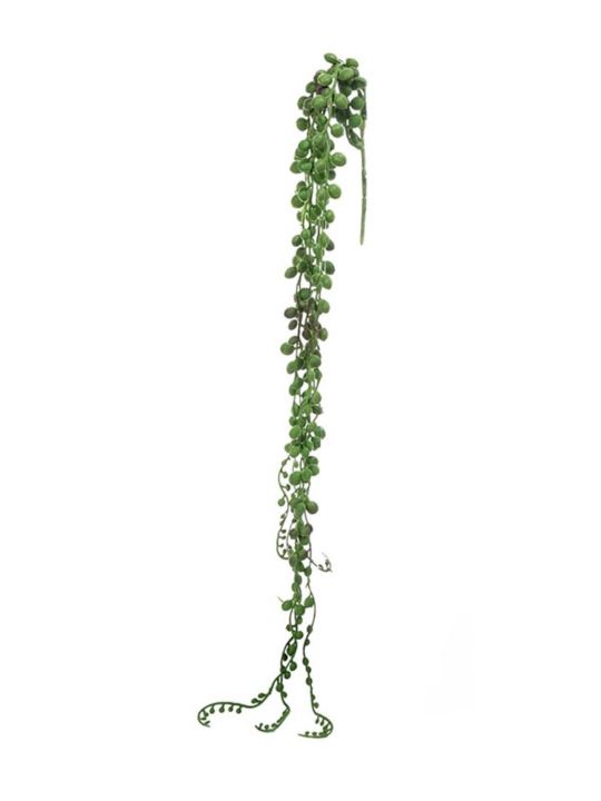 STARZEC ROWLEYA SENECIO 75CM GREEN