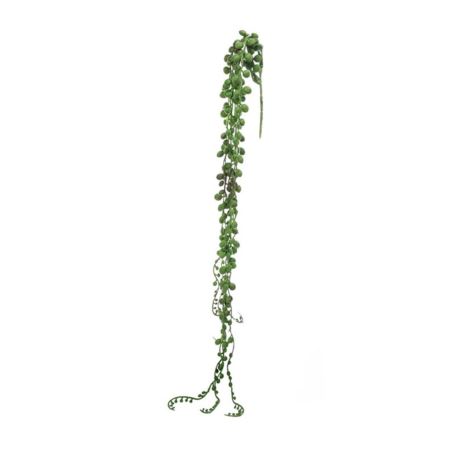 STARZEC ROWLEYA SENECIO 75CM GREEN