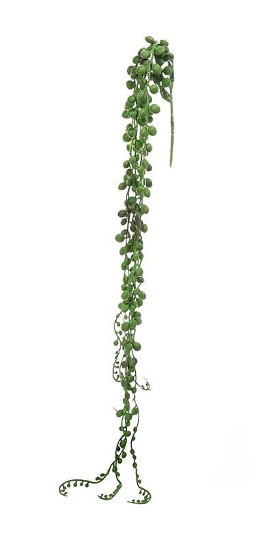 STARZEC ROWLEYA SENECIO 75CM GREEN