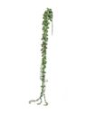 STARZEC ROWLEYA SENECIO 75CM GREEN