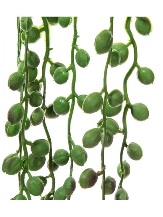 STARZEC ROWLEYA SENECIO 75CM GREEN