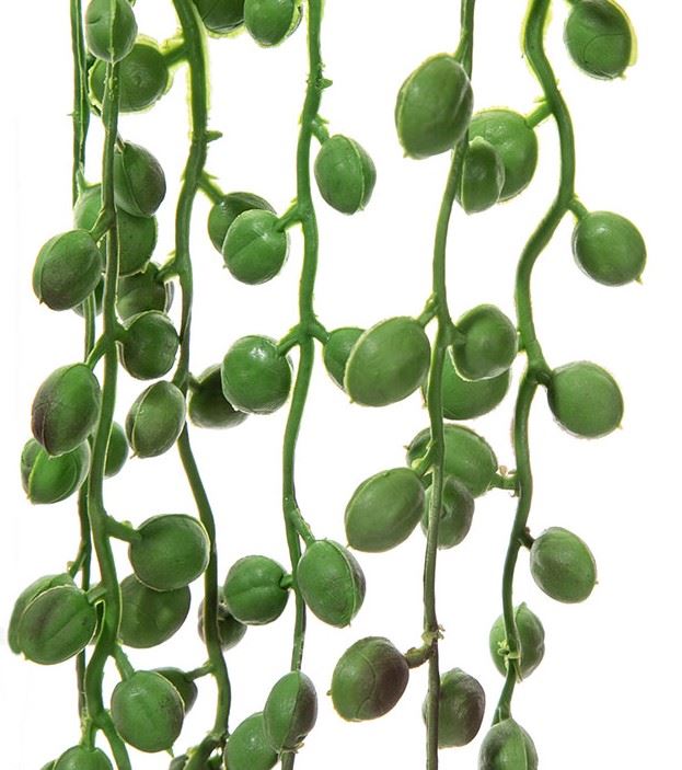 STARZEC ROWLEYA SENECIO 75CM GREEN