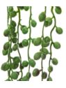 STARZEC ROWLEYA SENECIO 75CM GREEN