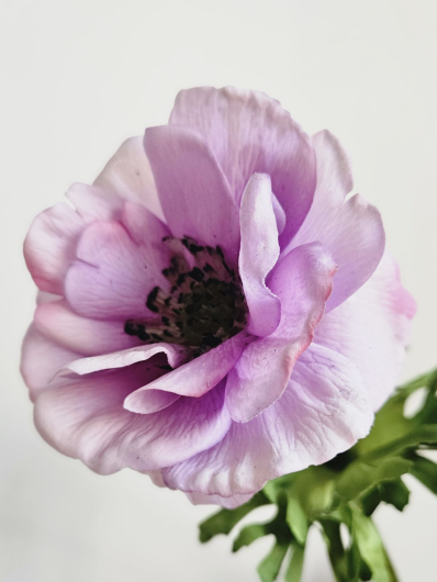 ANEMON POJEDYNCZY 52CM AMK2501A REAL TOUCH PURPLE
