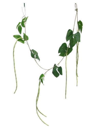 FASOLA DEKORACYJNA POWÓJ 130CM GREEN