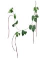 FASOLA DEKORACYJNA POWÓJ 130CM  RED GREEN