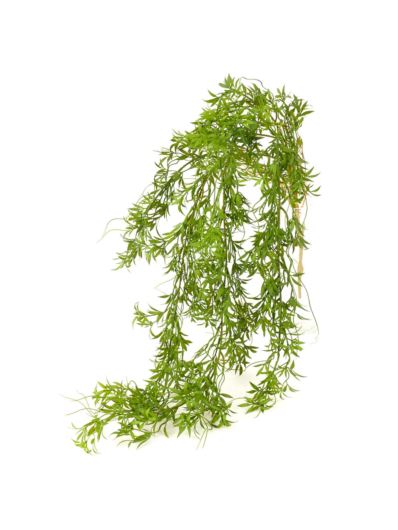 ASPARAGUS ZWIS 110CM 5 PĘDÓW GREEN