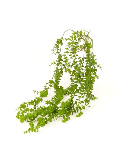 EUKALIPTUS ZWIS DROBNY 3 PĘDY 95CM GREEN