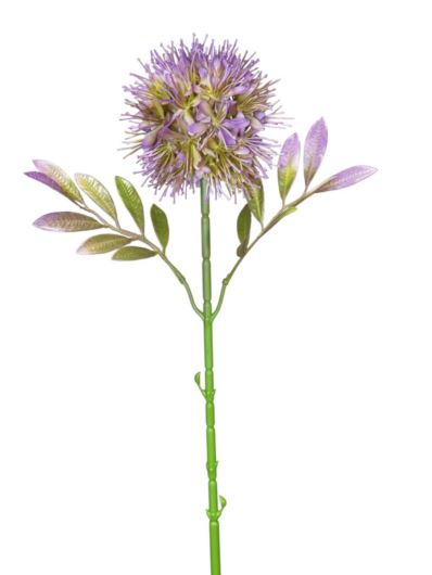 czosnek pojedynczy 63cm