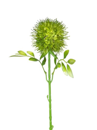 czosnek pojedynczy 63cm