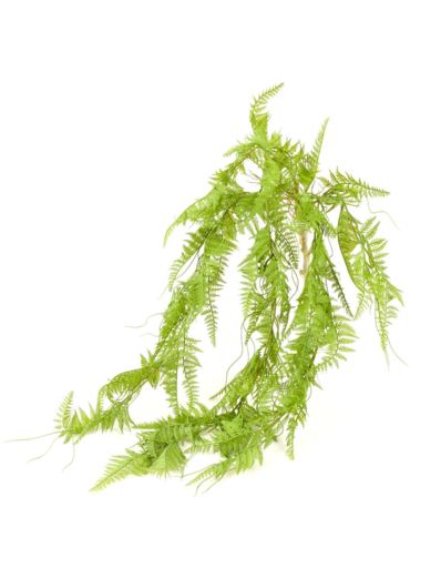 PAPROĆ DROBNA ZWIS 110CM 5 PĘDÓW LT GREEN