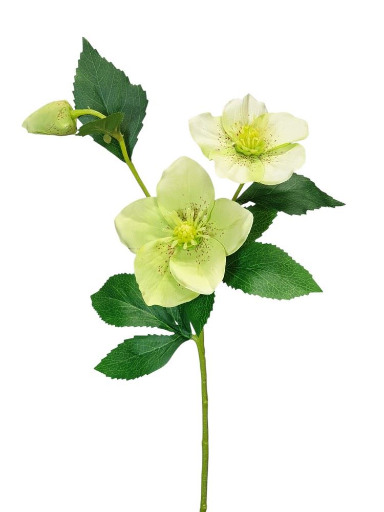 CIEMIERNIK 2 KWIATY 55CM GREEN