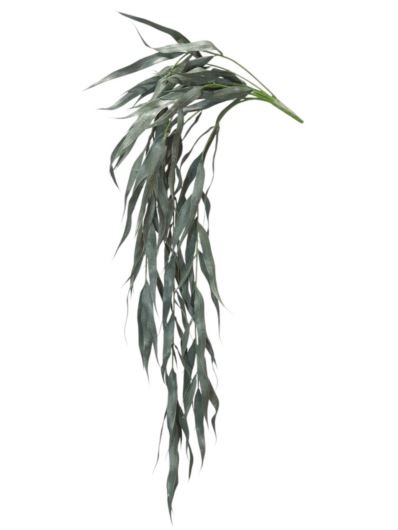 EUKALIPTUS NICOLII ZWIS 80CM GREEN GRAY