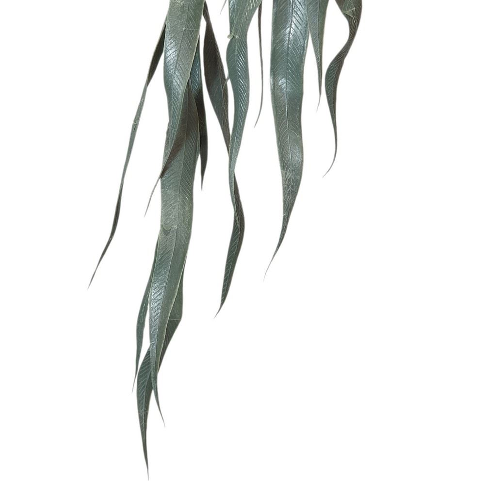 EUKALIPTUS NICOLII ZWIS 80CM GREEN GRAY