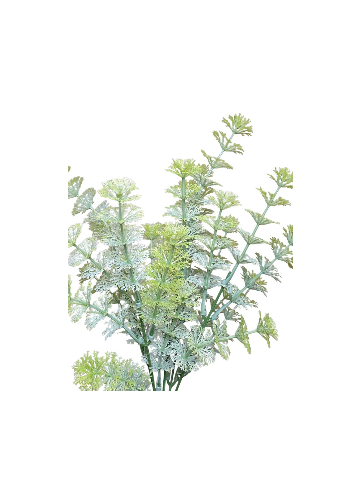 CABOMBA BUKIET DOD. 5 GAŁ. CV38190 35CM POW. GREEN