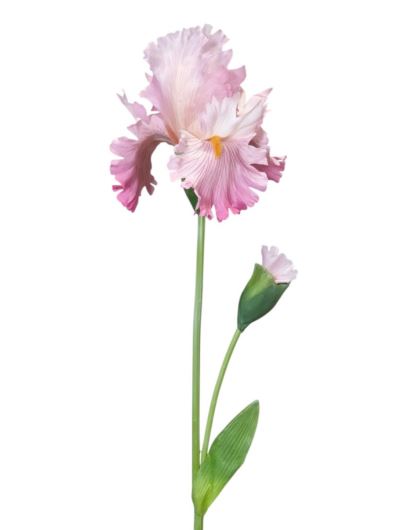 Irys 1+1 -sztucz.rośl.