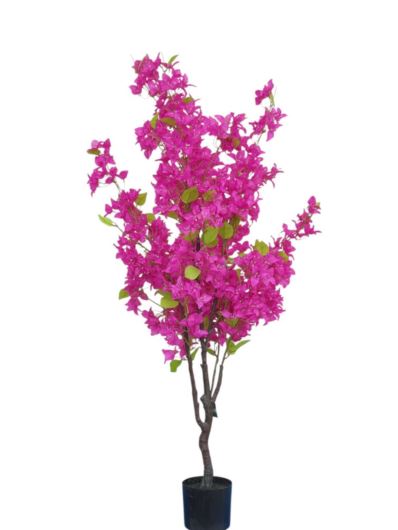 BUGENWILLA W DONICZCE 145CM FICHSIA