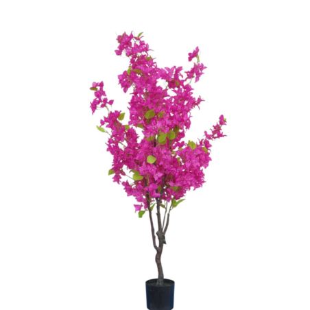 BUGENWILLA W DONICZCE 145CM FICHSIA