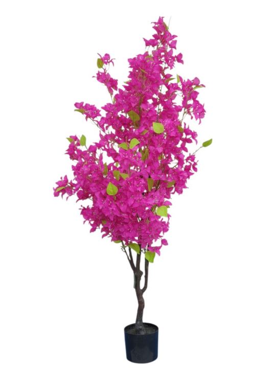 BUGENWILLA W DONICZCE 145CM FICHSIA