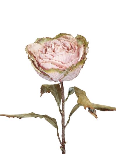 KAPUSTA OZDOBNA RUSTYKALNA 70CM GREEN PINK