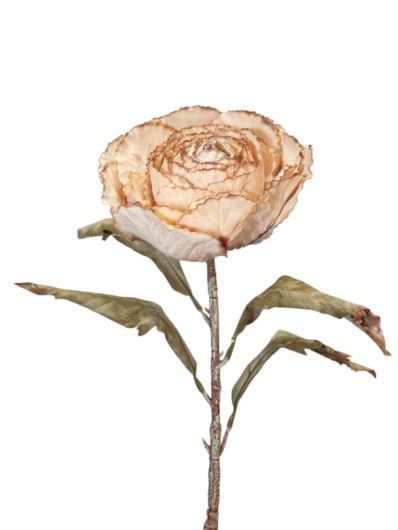 KAPUSTA OZDOBNA RUSTYKALNA 70CM BEDGE