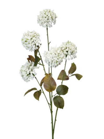 CZOSNEK 5 KWIATOSTANÓW 75CM WHITE