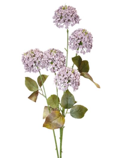 CZOSNEK 5 KWIATOSTANÓW 75CM VIOLET