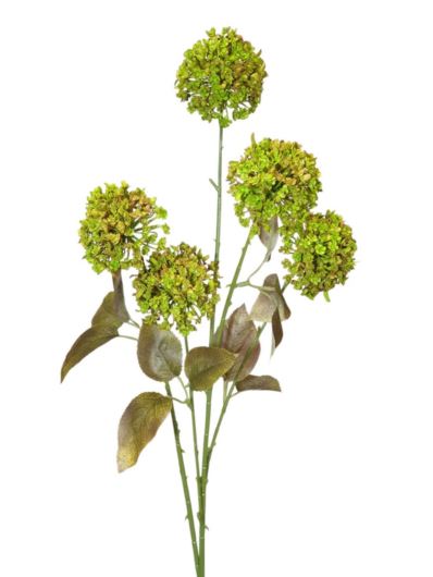 CZOSNEK 5 KWIATOSTANÓW 75CM GREEN